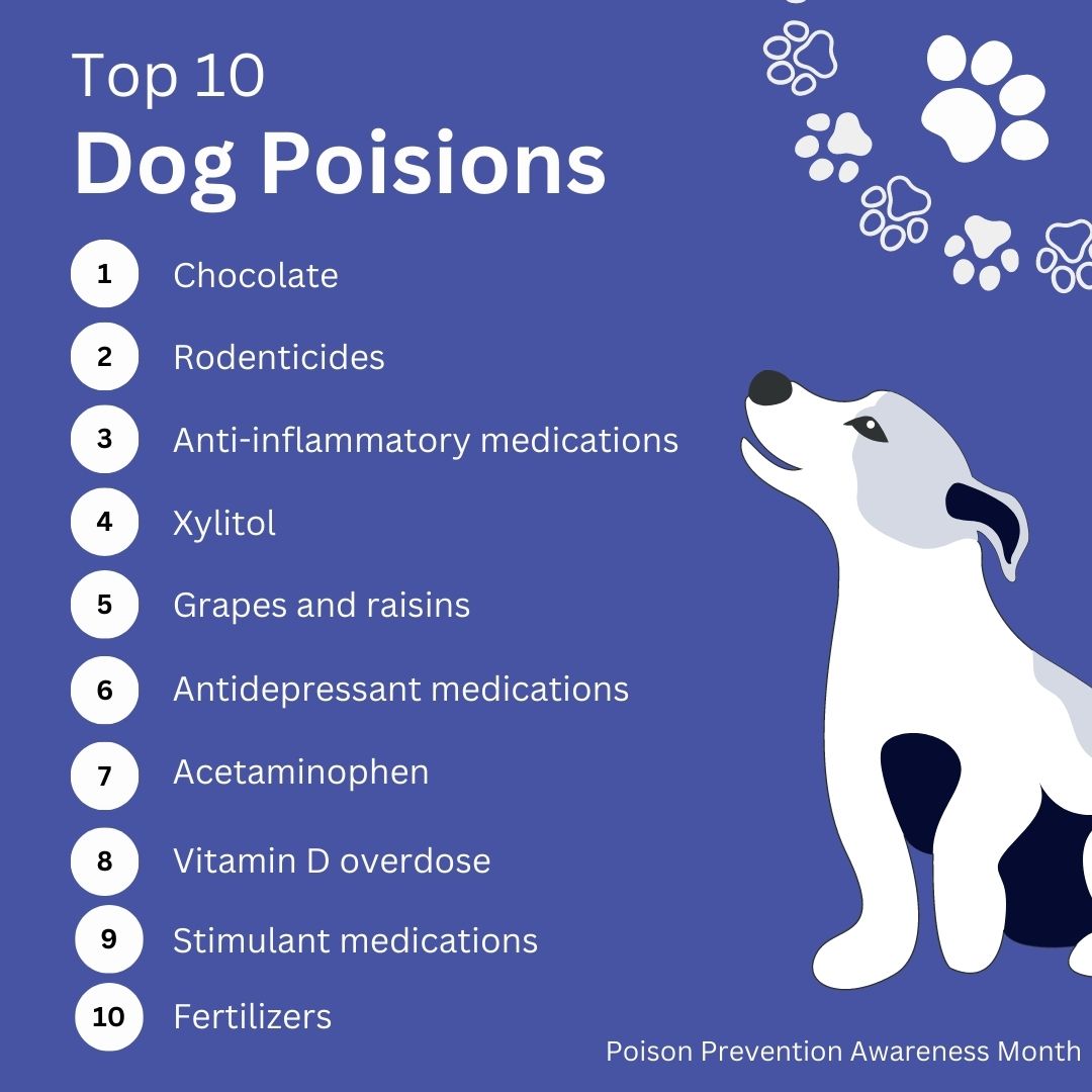 Dog Poisons