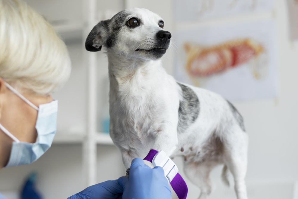 Pet Microchipping Service Image