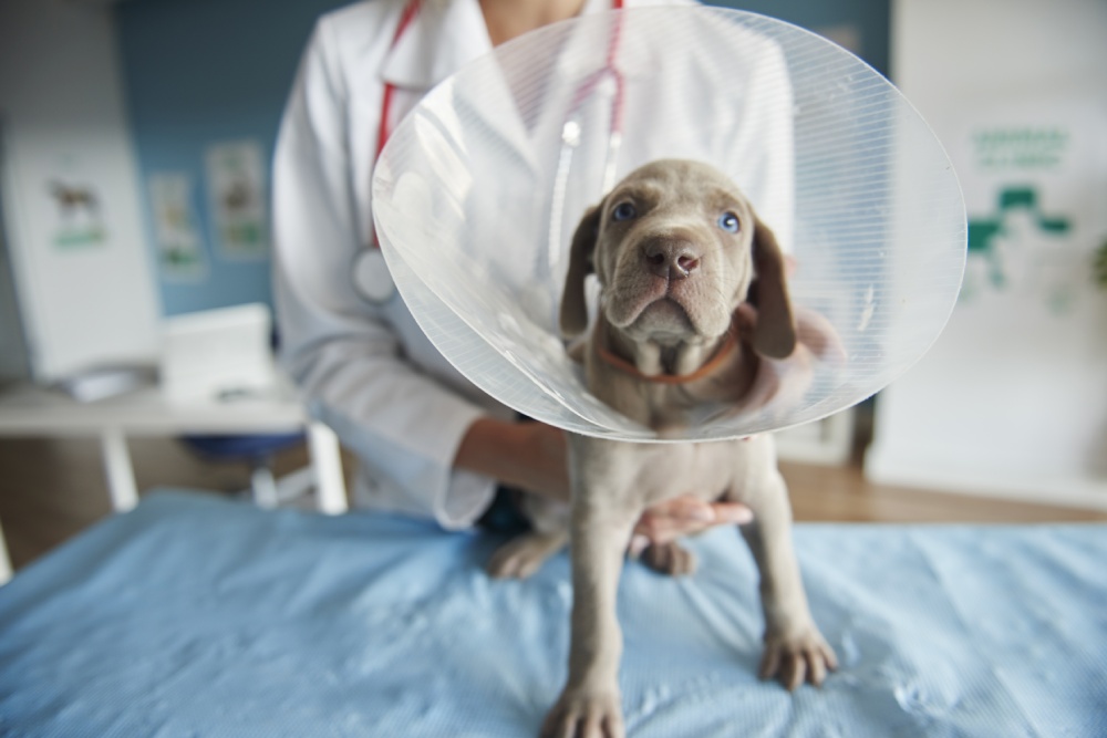 Pet Surgery Service Image