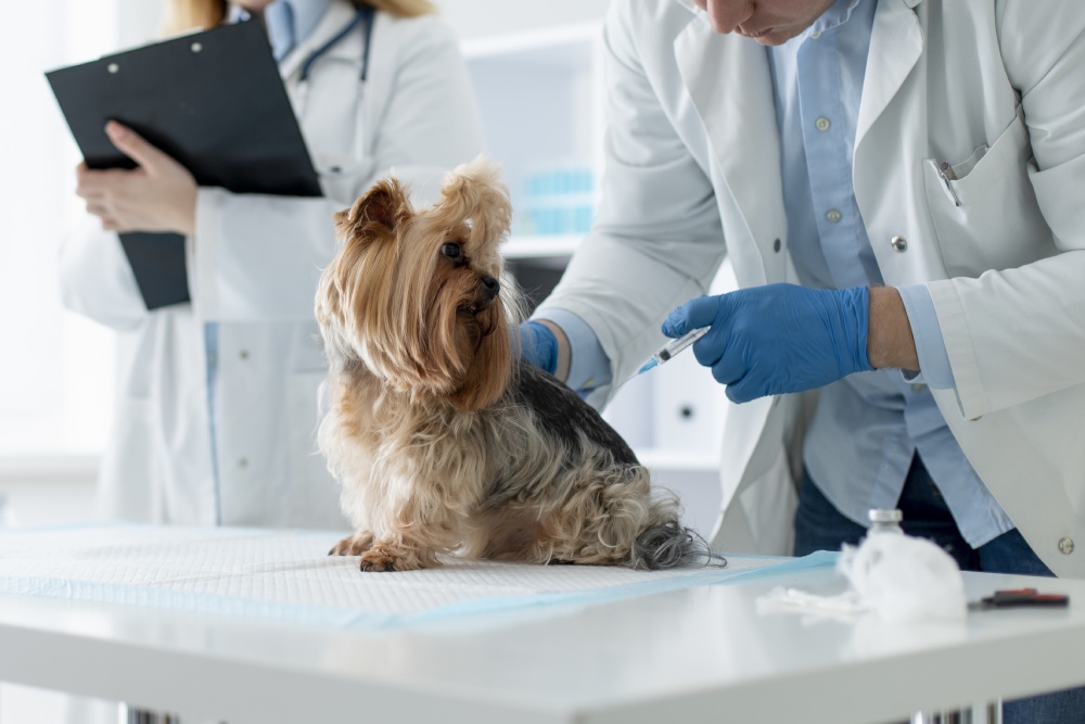 Pet Vaccination Service Image